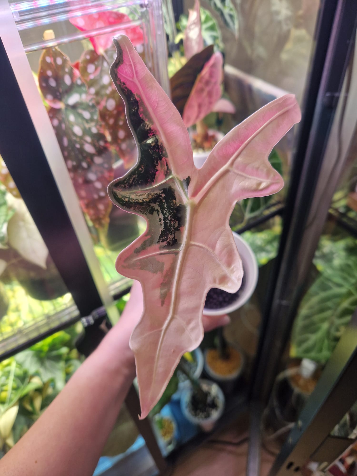 Alokazja Dragon różowa variegacja