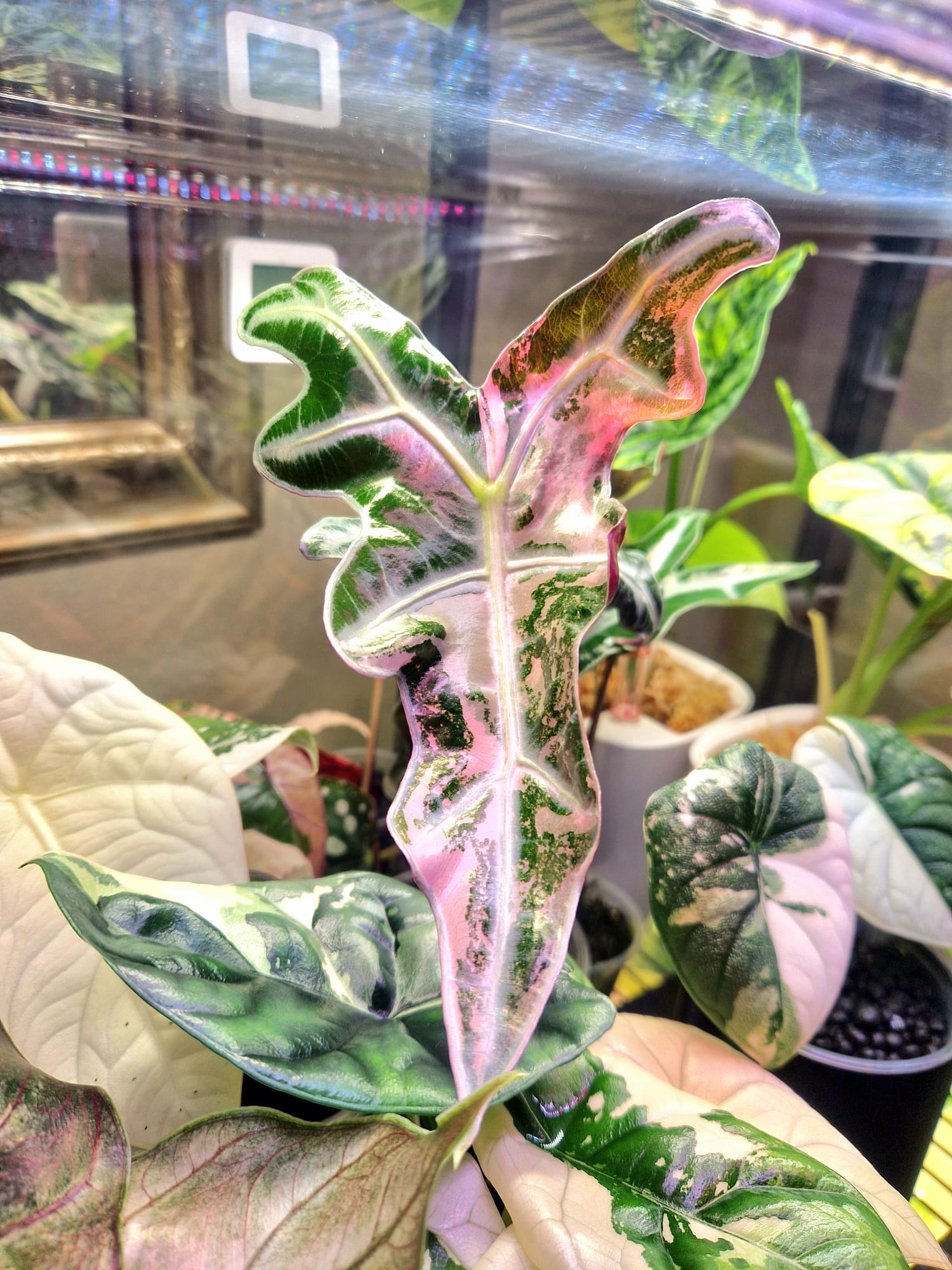 Alokazja variegowana różowo-zielona