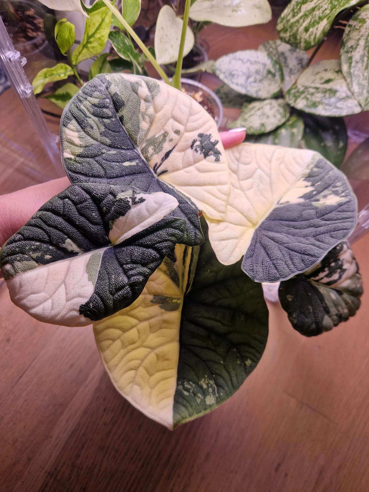 Alokazja biało-czarna variegowana w rękach – rzadki okaz kolekcjonerski