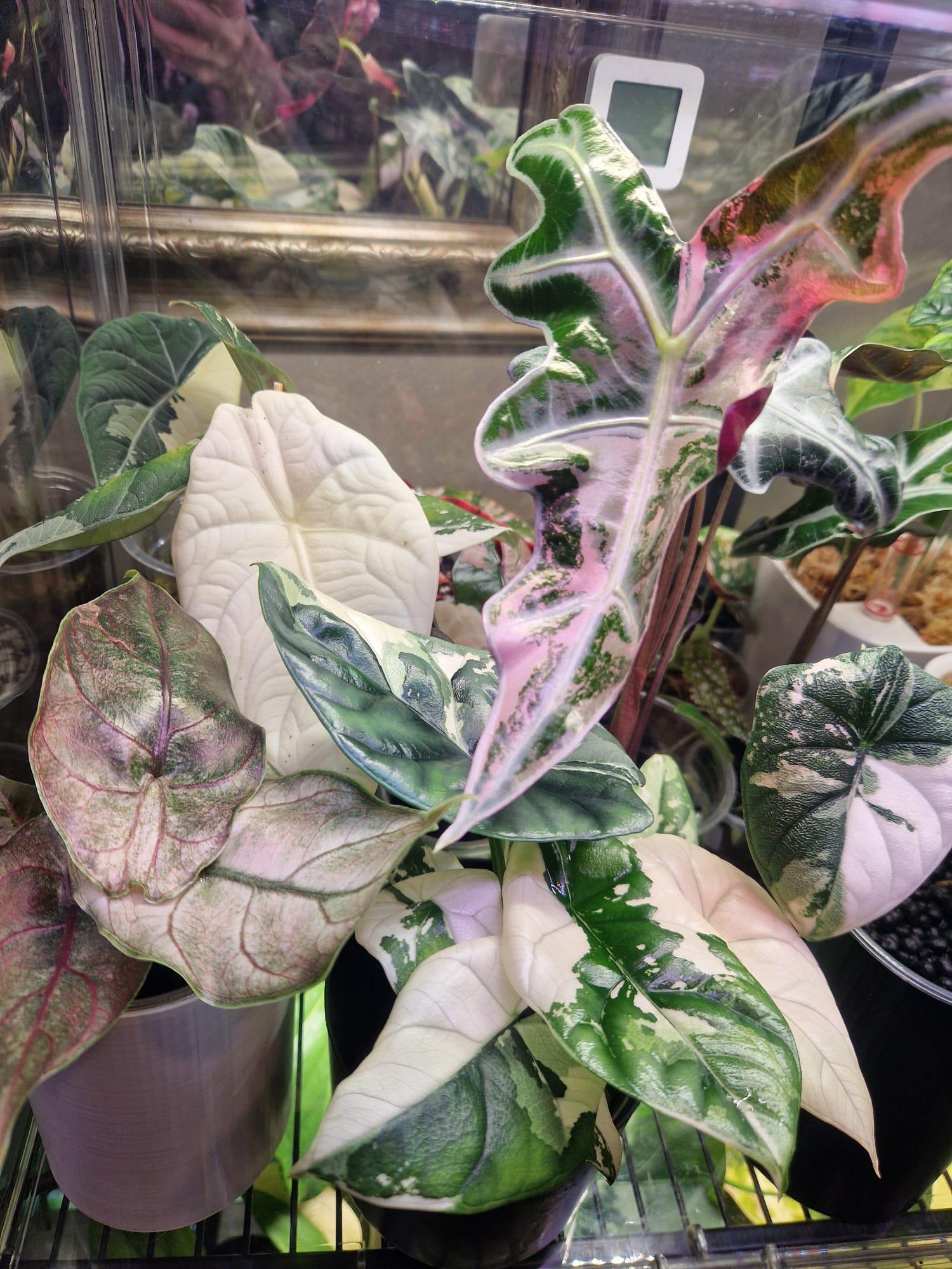 Szafka kolekcjonerska z rzadkimi aroidami – alokazje różowe i białe w terrarium LED