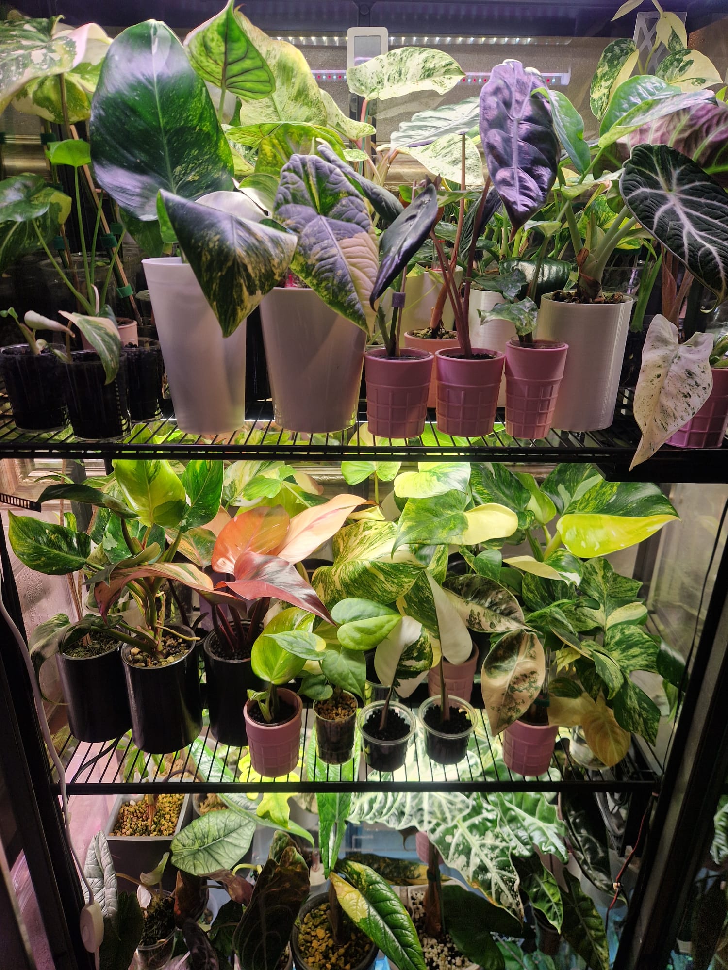 Szafka LED z kolekcją rzadkich alokazji i aroidów Justyny Szylar – fioletowe i variegowane okazy kolekcjonerskie