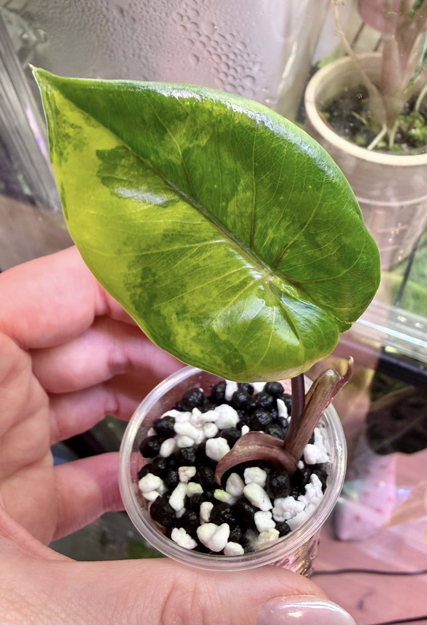 Alocasia Black Stem Aurea – rzadka alokazja z żółto-zieloną variegacją