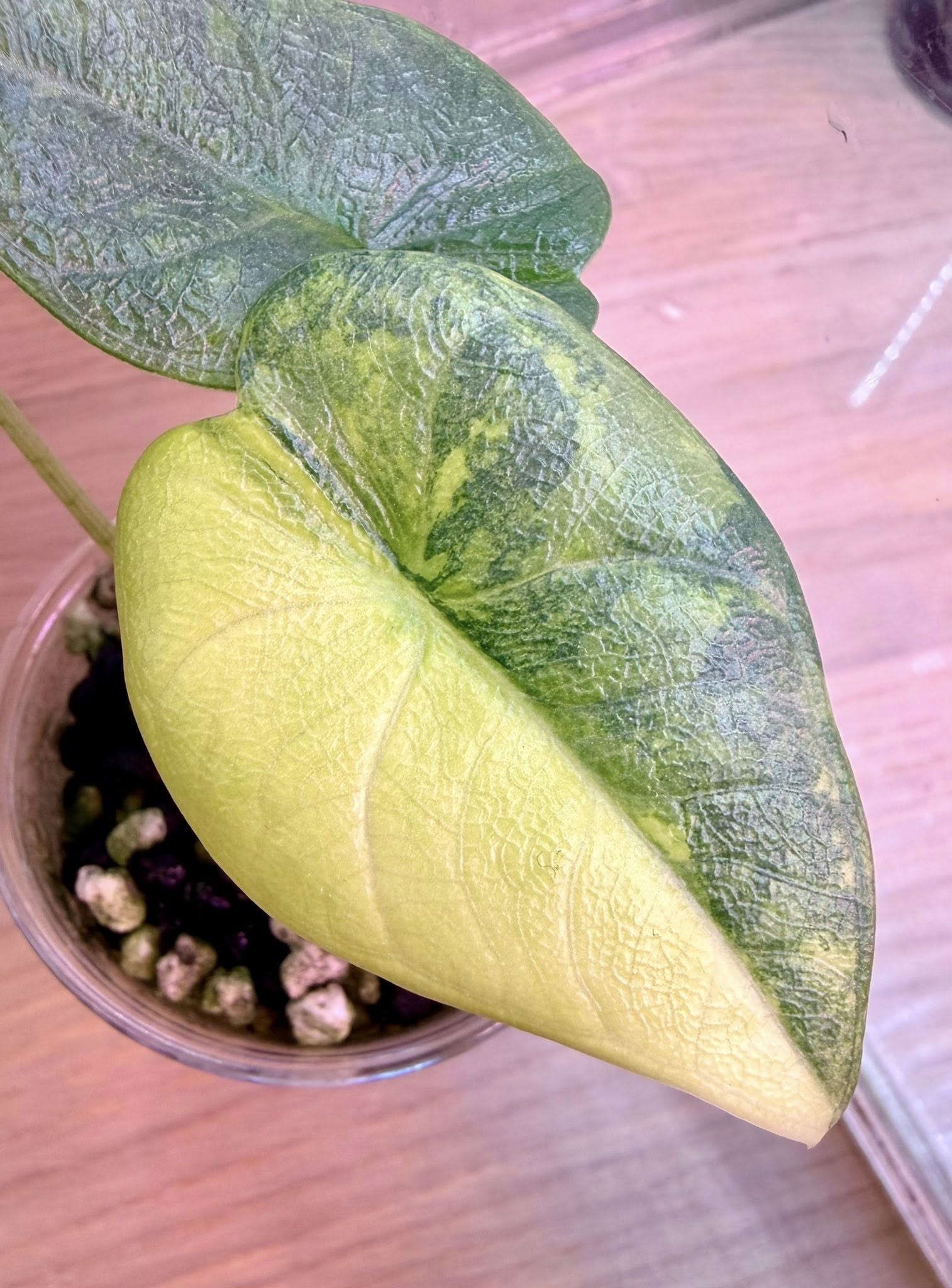 Alocasia Melo Aurea – rzadka alokazja z żółto-zieloną variegacją i teksturą