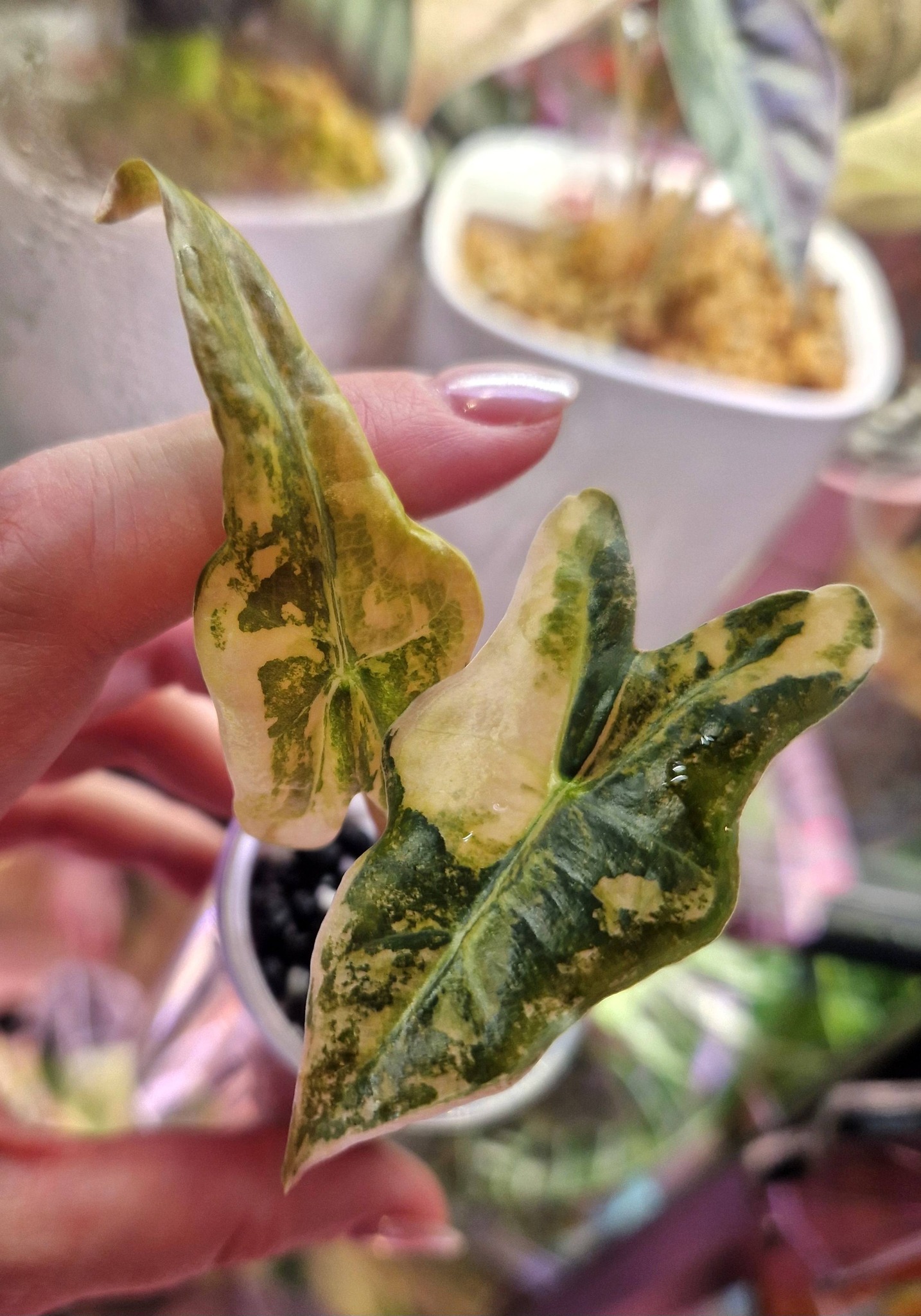 Alocasia Nobilis Aurea – rzadka alokazja z żółto-zieloną variegacją