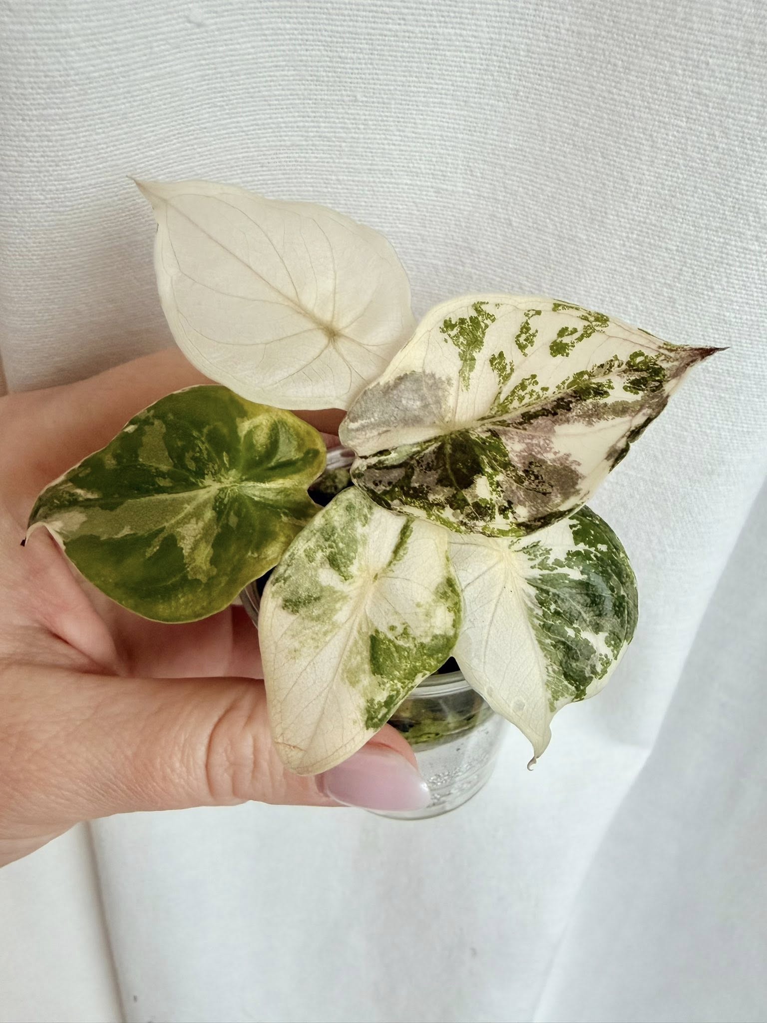 Alocasia Wentii Pink – rzadka alokazja z białą i różową variegacją