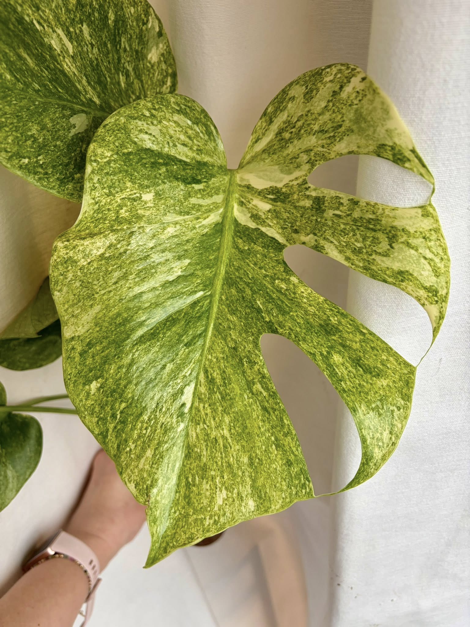 Monstera Platinum – monstera z miętowo-zieloną variegacją i fenestracją