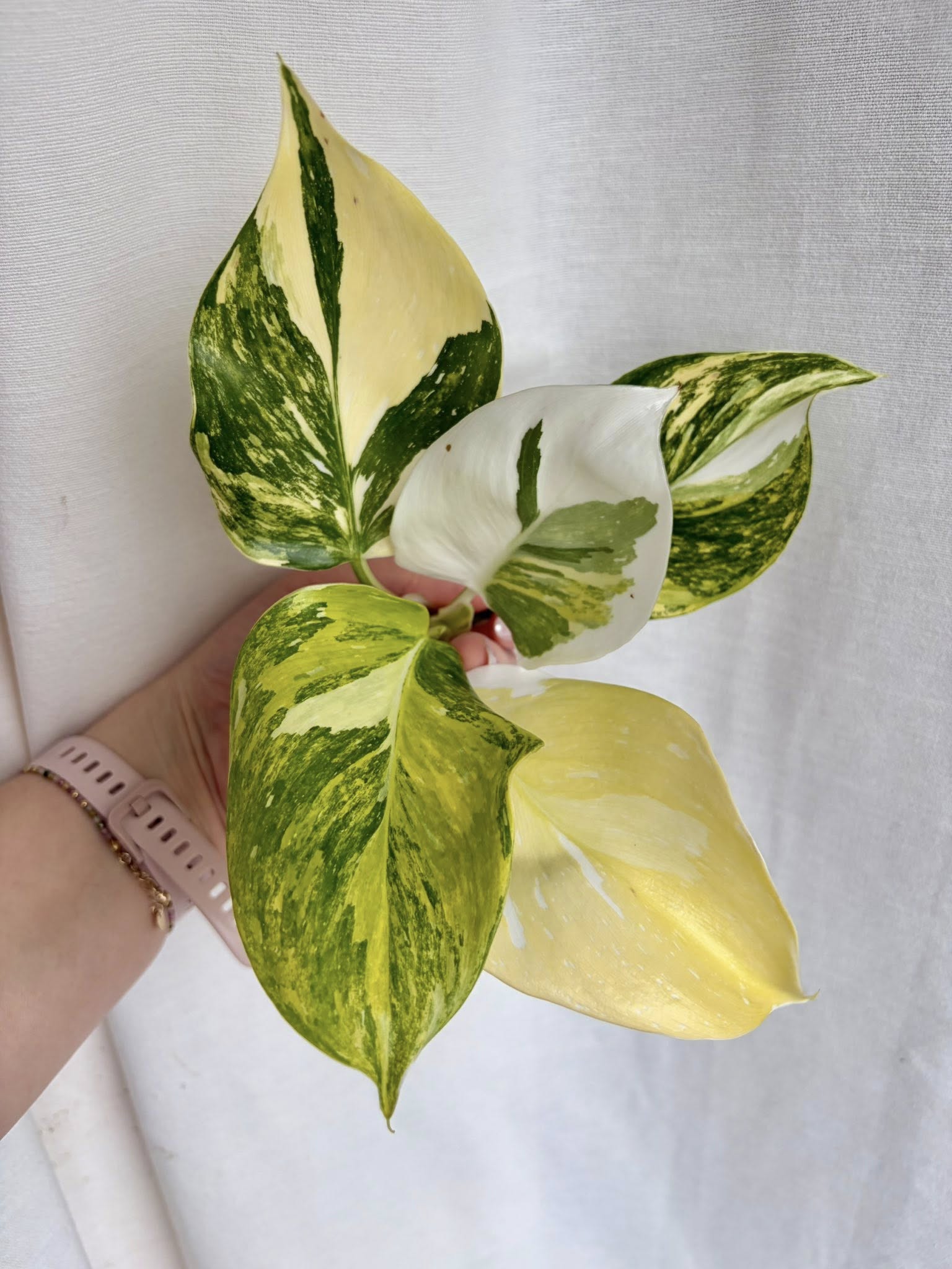 Philodendron White Wizard Miracle – variegowany filodendron z żółto-białą variegacją