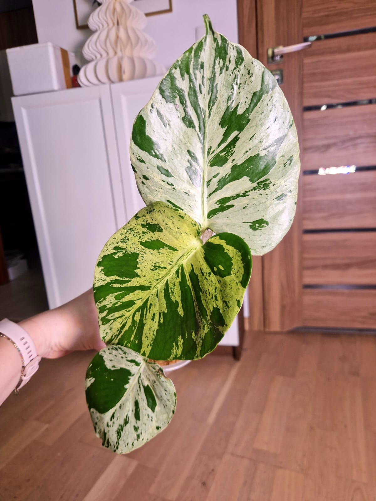 Philodendron biało-zielony variegowany – rzadki filodendron kolekcjonerski