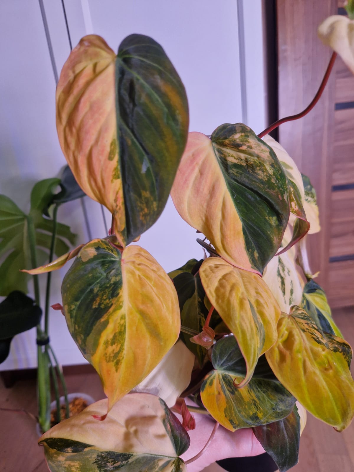 Filodendron variegowany żółto-zielony