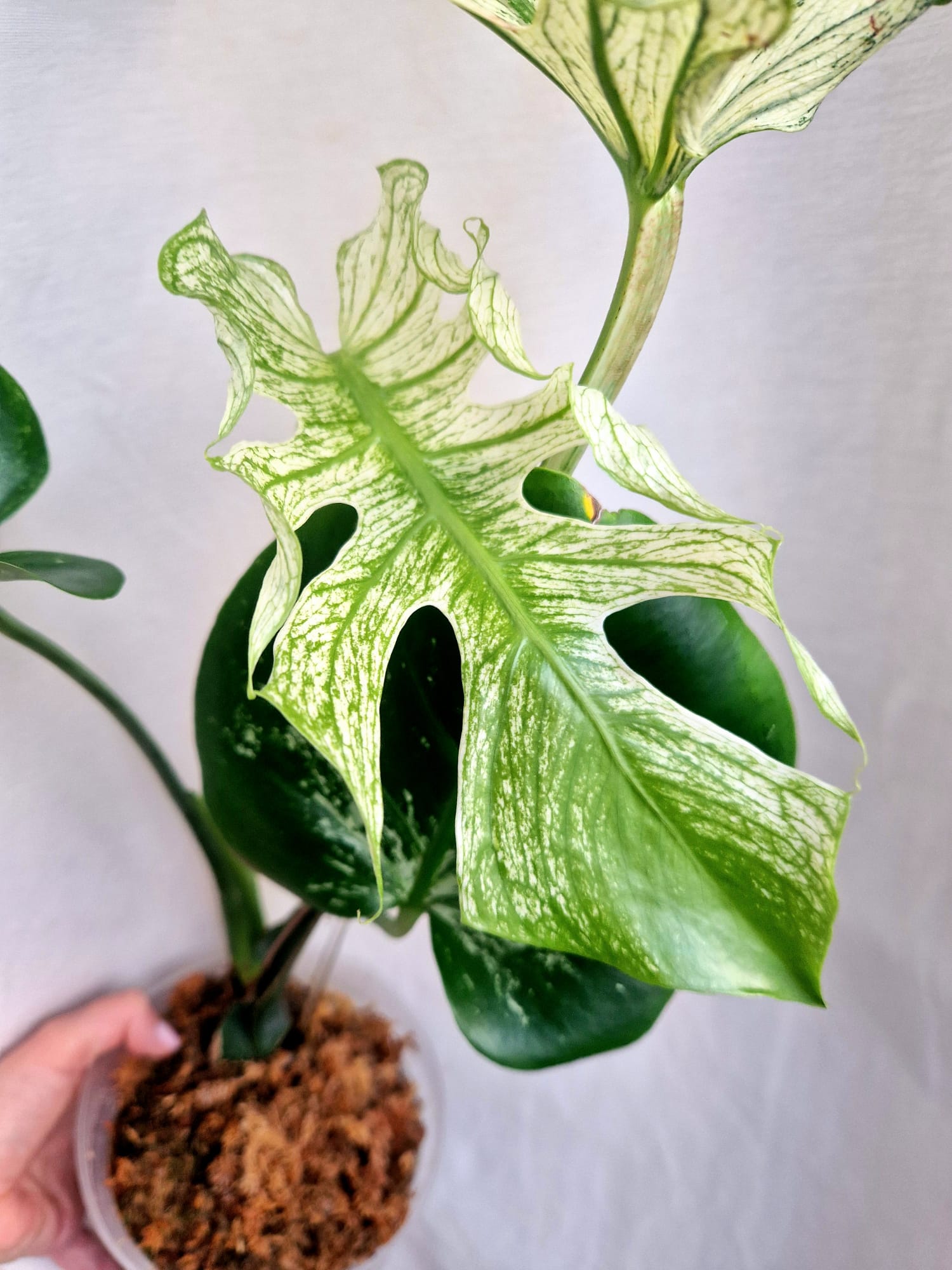 Rzadka roślina kolekcjonerska variegowana