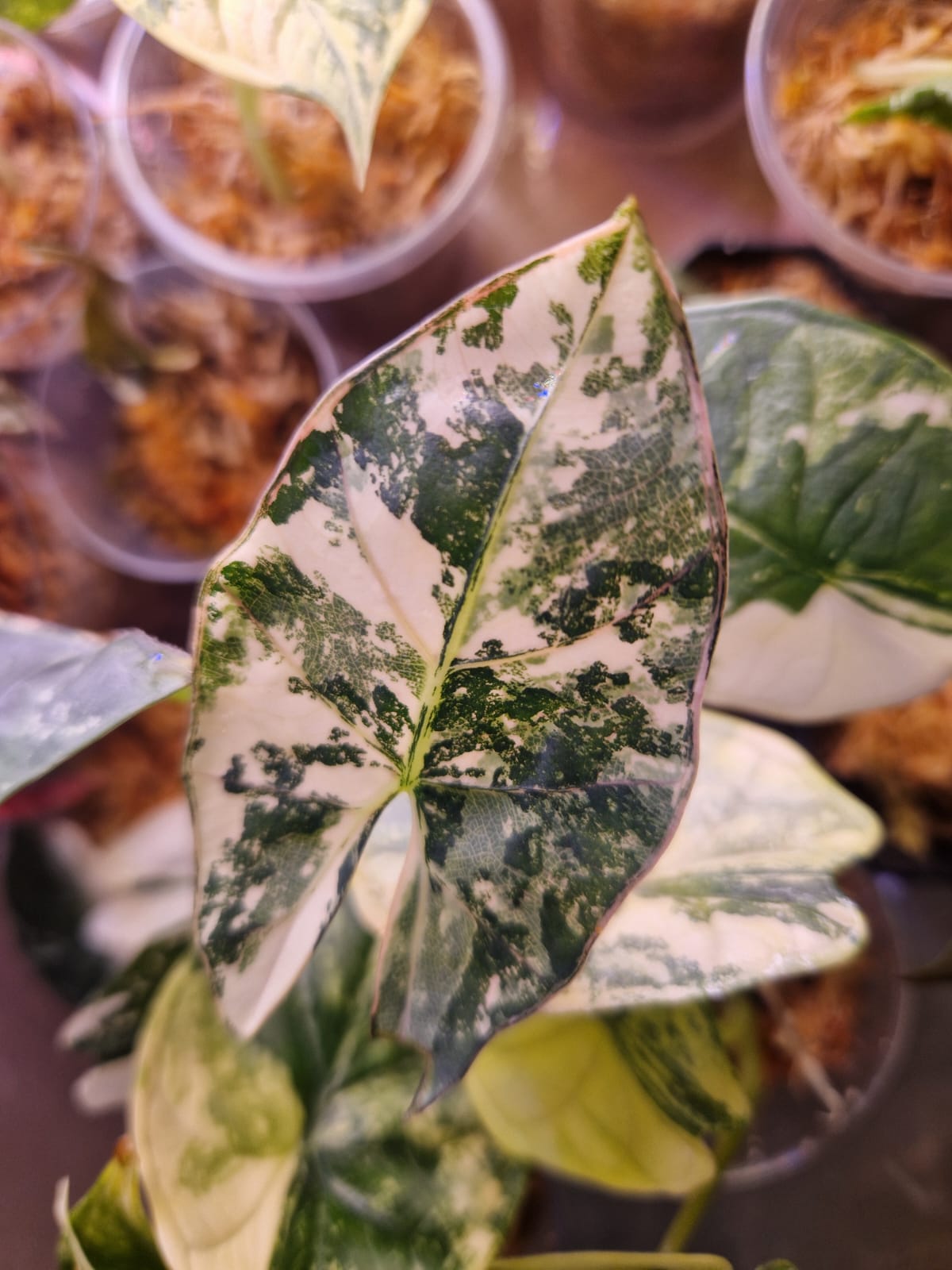 Syngonium variegowane biało-zielone